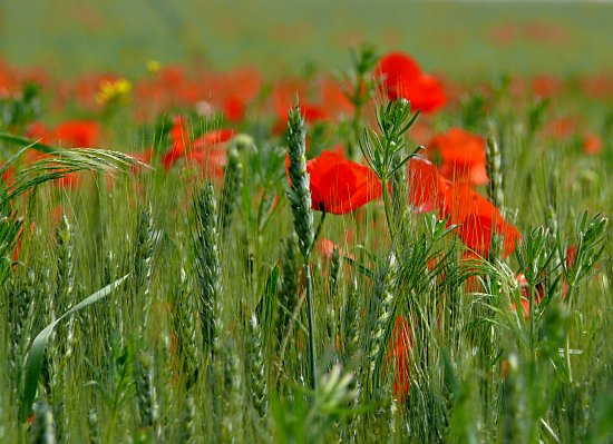 Klatschmohnfeld vor Wiese und Wald