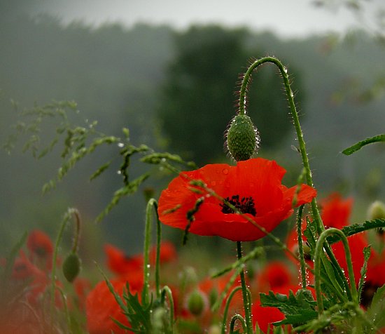 Klatschmohnfeld vor Wiese und Wald