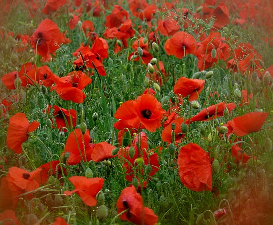 Klatschmohnfeld vor Wiese und Wald