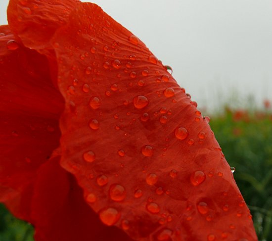 Klatschmohnfeld vor Wiese und Wald