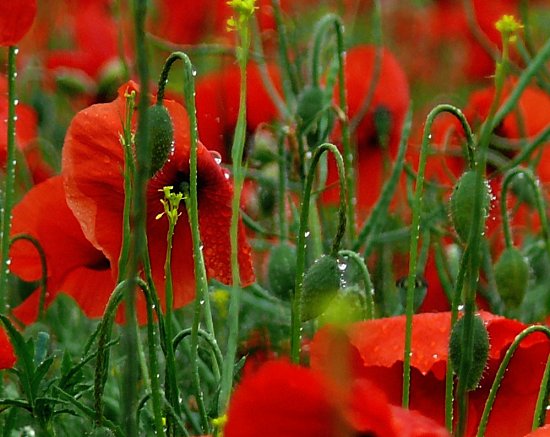 Klatschmohnfeld vor Wiese und Wald