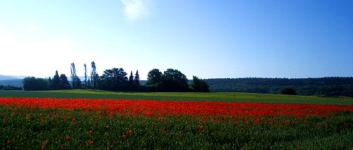 Klatschmohnfeld im Gegenlicht