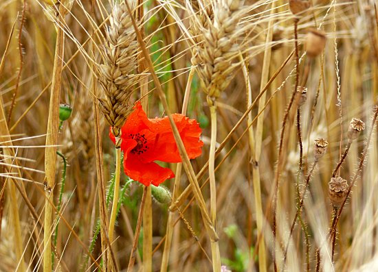 Reife Gerstenähren mit Klatschmohn
