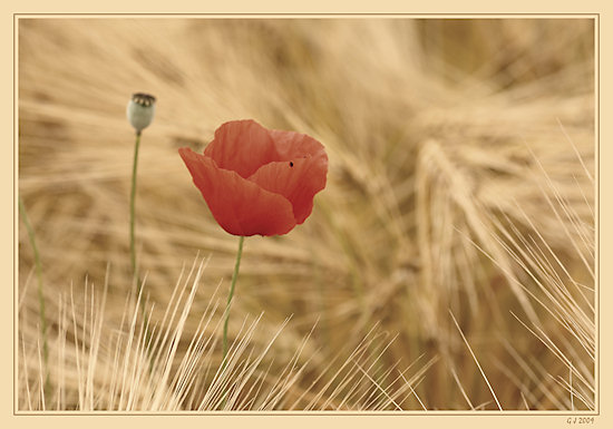 Mohn und Gerste