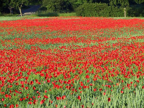 Massenhaft Klatschmohn