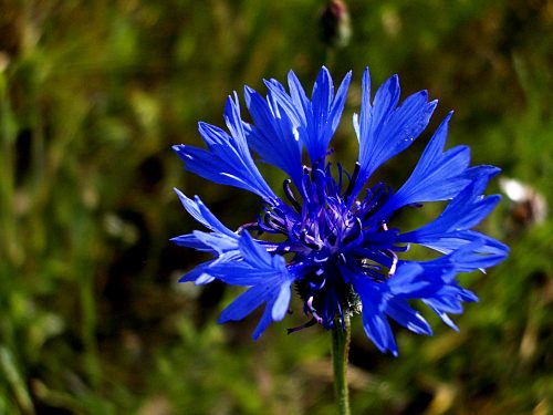 Kornblume