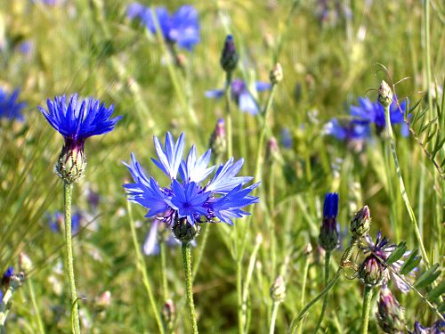 Kornblume