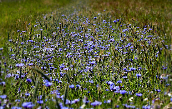 Kornblumen dicht an dicht