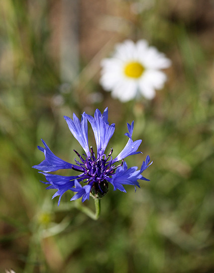 Kornblume mit Margerite