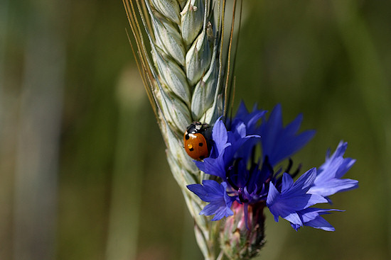 Kornblume, Marienk�fer und Getreiderispe