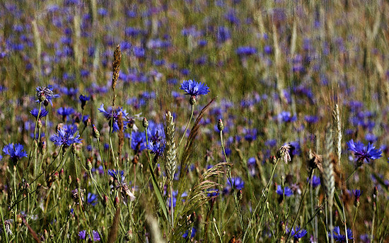 Kornblumenfeld mit Textur