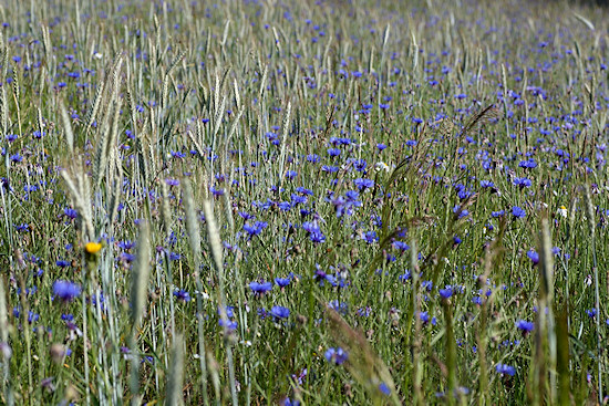 Getreidefeld mit Kornblumen