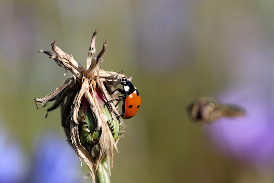 Verbl�hte Kornblume mit Marienk�fer