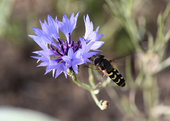 Kornblume mit Schwebfliege