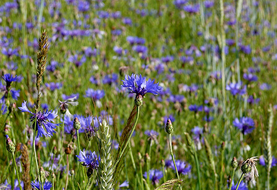 Kornblumen