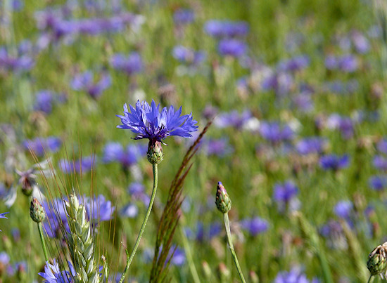 Kornblume