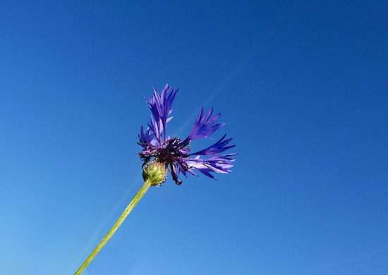 Kornblume vor blauem Himmel