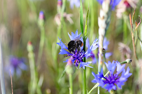 Kornblume mit Hummel