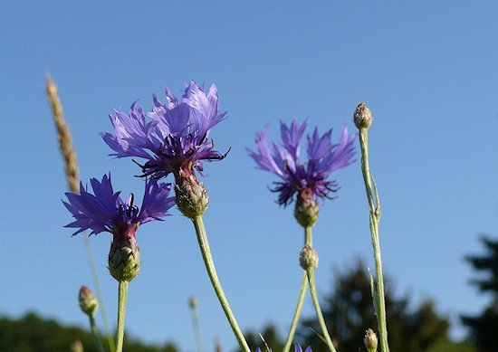 Korn-Flockenblumen vor blauem Himmel