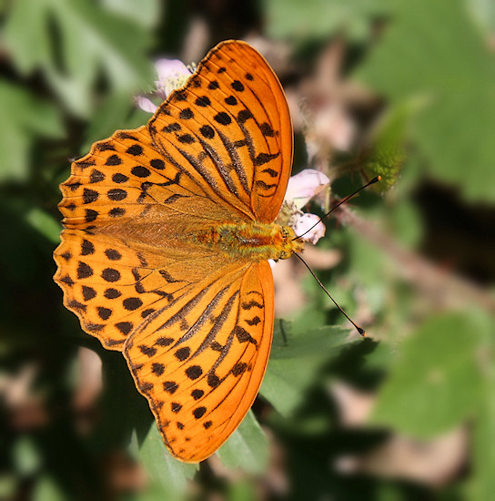 Schmetterling Kaisermantel