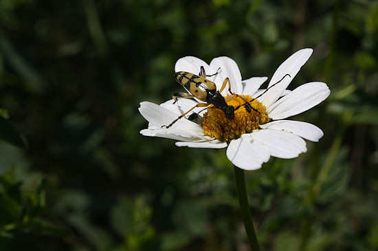 Margerite und Gefleckter Schmalbock