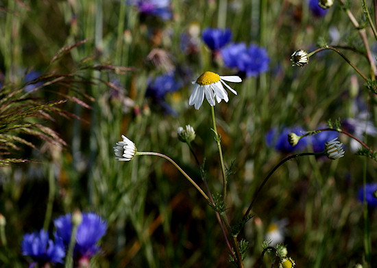 Margerite vor Kornblumen