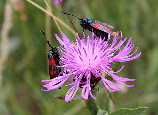 Wiesen-Flockenblume mit Sechsfleck-Widderchen