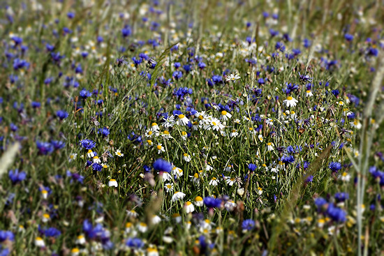 Kornblumenwiese mit Margeriten