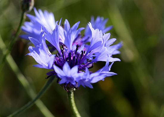 Kornblume - Nahaufnahme