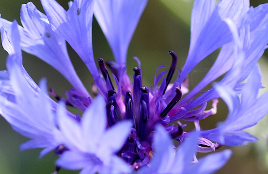 Kornblume - extreme Nahaufnahme