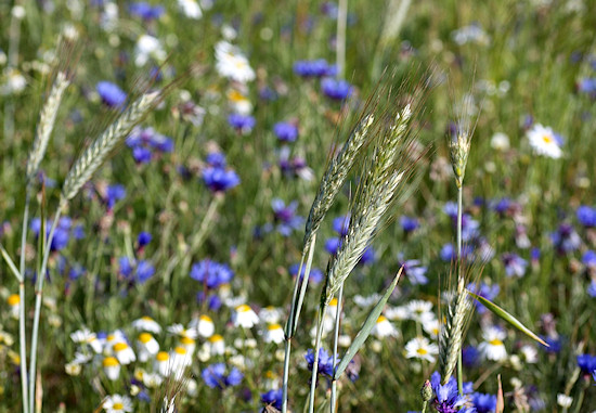 Fr�hsommerliche Kornblumenwiese