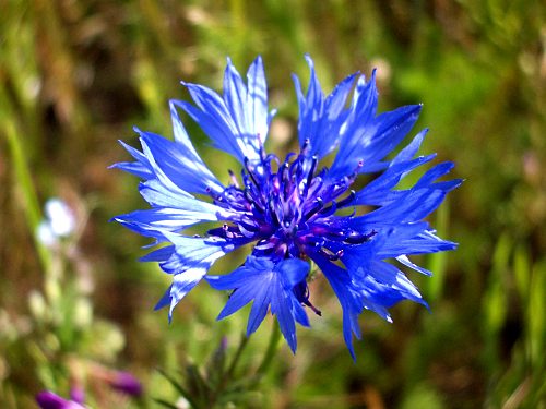 Kornblume - Nahaufnahme