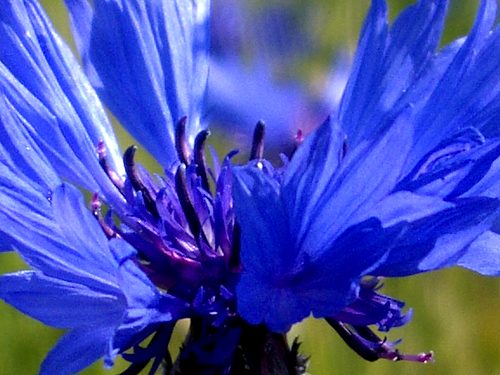 Kornblume - extreme Nahaufnahme