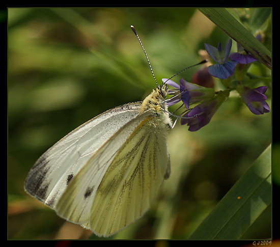 Kleiner Kohlweißling