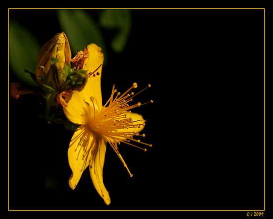 Echtes Johanniskraut / T�pfel-Hartheu