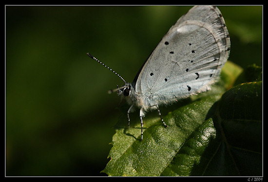 Faulbaumbl�uling (Celastrina argiolus)