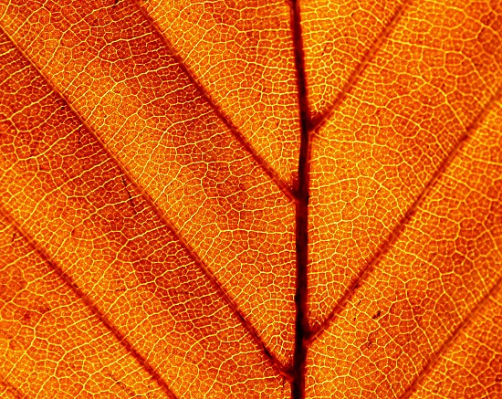 Detail eines herbstlichen Buchenblatts