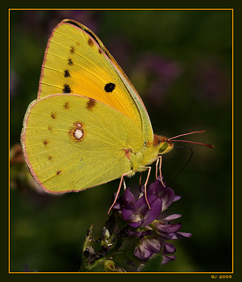 Hufeisenklee-Gelbling