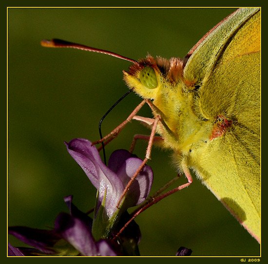 Hufeisenklee-Gelbling oder S�dliche Heufalter (Colias alfacariensis)