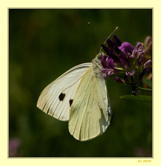 Gro�er Kohlwei�ling