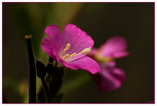 Kleinbl�tiges Weidenr�schen