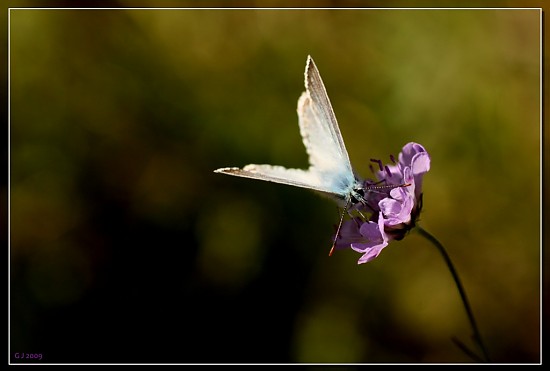 Bl�uling auf Acker-Witwenblume