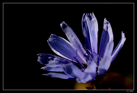 Gew�hnliche Wegwarte