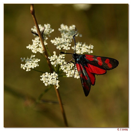 Sechsfleck-Widderchen