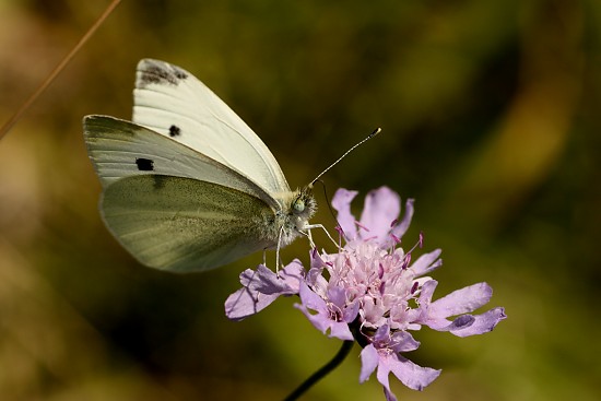 Kleiner Kohlwei�ling auf Acker-Witwenblume