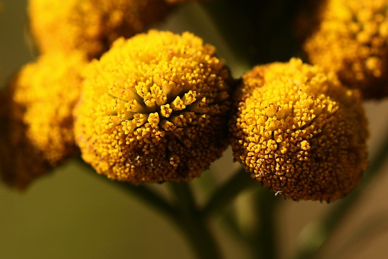 Gew�hnlicher Rainfarn