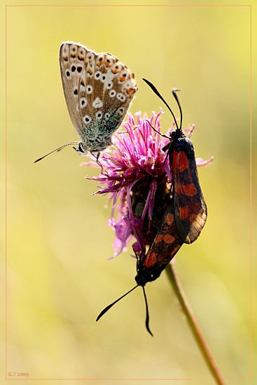 F�nffleck-Widderchen bei der Paarung mit Bl�uling als Zuschauer