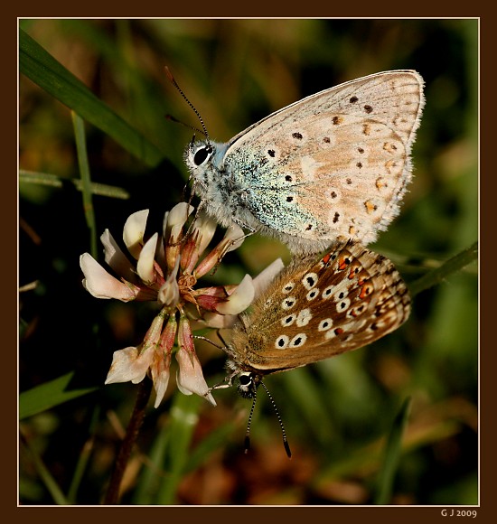 Bl�ulinge bei der Paarung