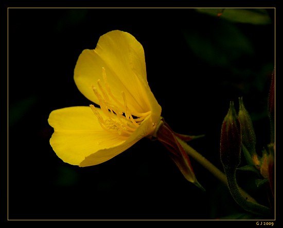 Gew�hnliche Nachtkerze