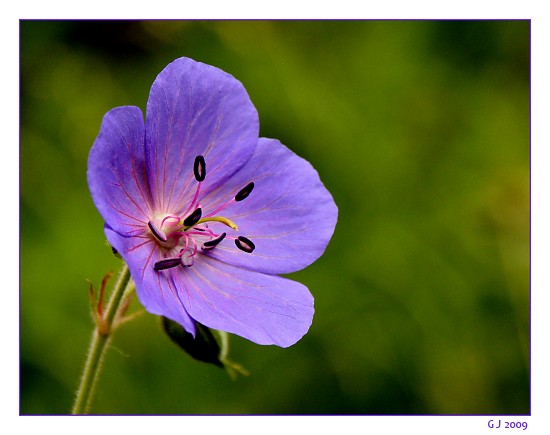 Wiesen-Storchschnabel